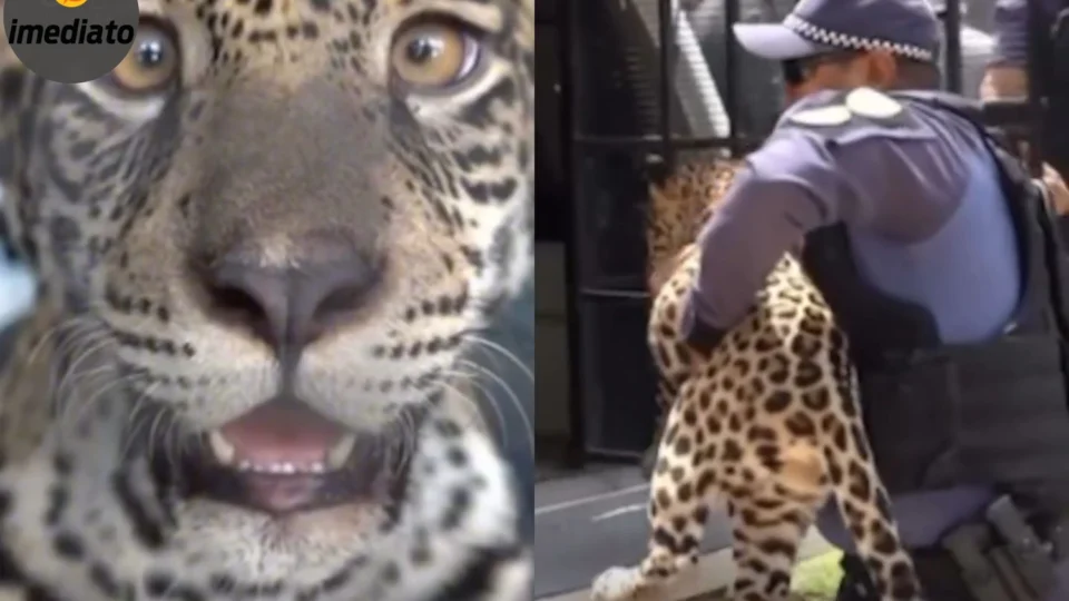 Filhote de onça-pintada mantido como pet é resgatado em Santo Antônio do Içá