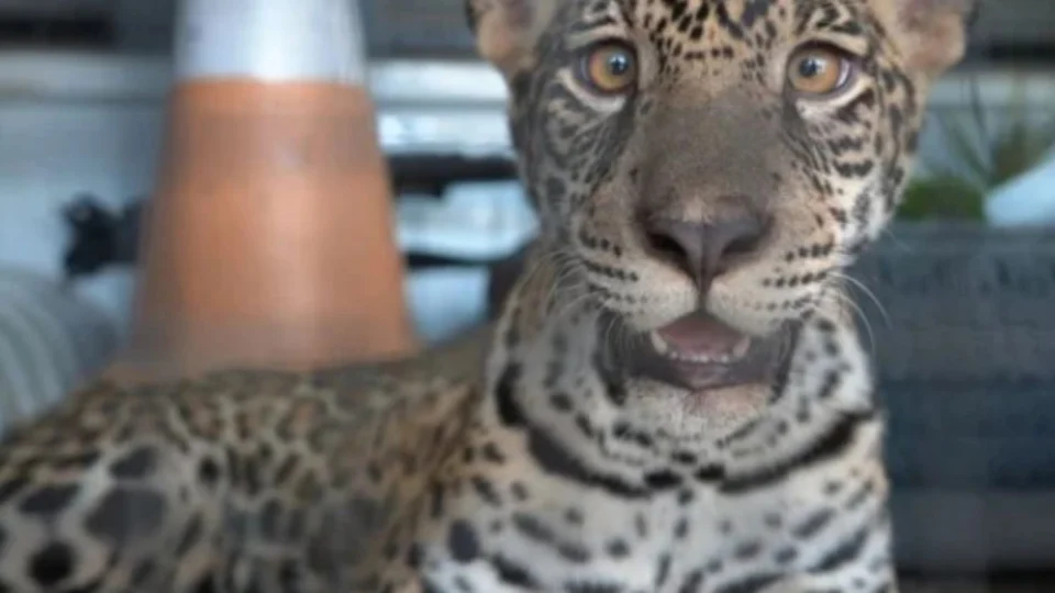 Filhote de onça criado como pet no Amazonas é devolvido à família por falta de abrigo