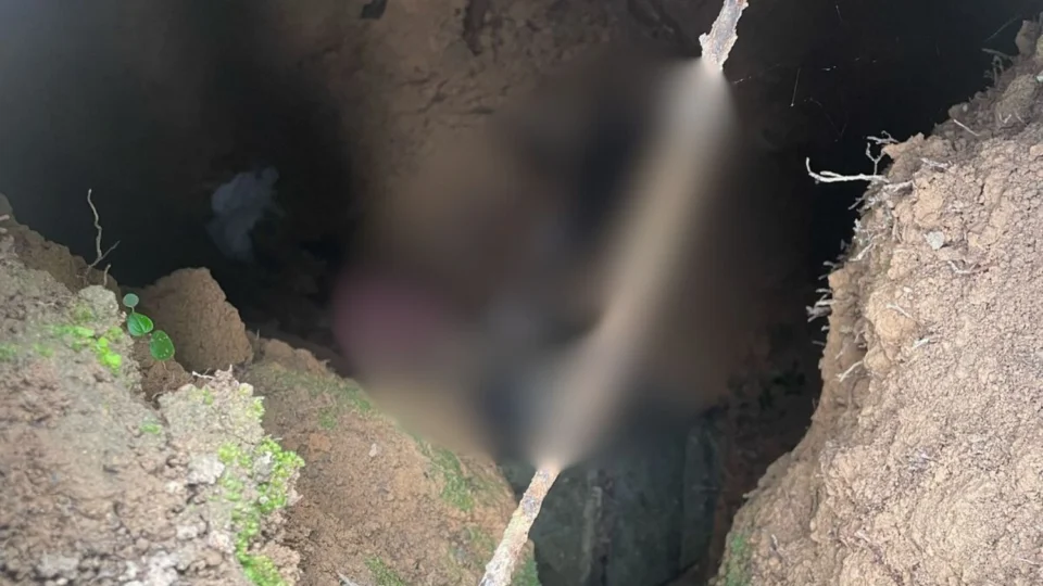 Homem é preso em flagrante por matar seis gatos e esconder corpos em fossa, em Autazes