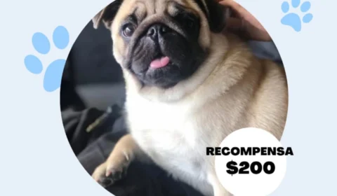 Cachorrinho da raça Pug desaparece no bairro Aleixo, em Manaus; donos oferecem recompensa