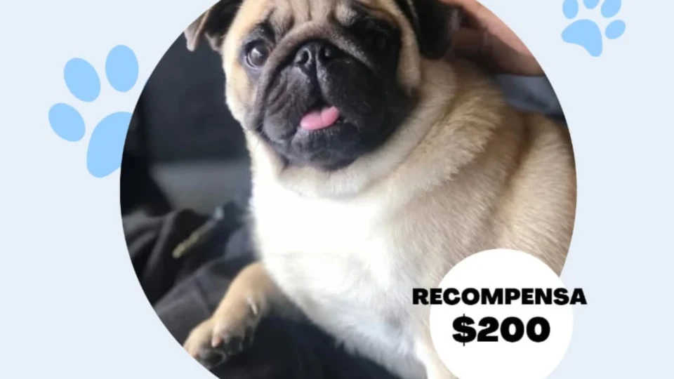 Cachorrinho da raça Pug desaparece no bairro Aleixo, em Manaus; donos oferecem recompensa