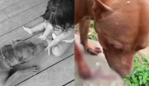 Vídeo: Policial mata Pitbull a tiros após apartar briga de cachorro em Pauini