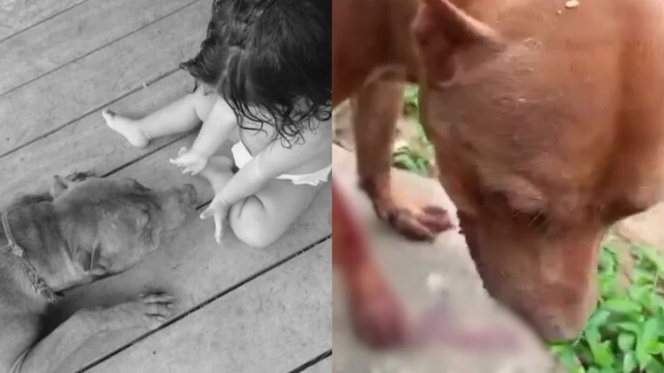 Vídeo: Policial mata Pitbull a tiros após apartar briga de cachorro em Pauini
