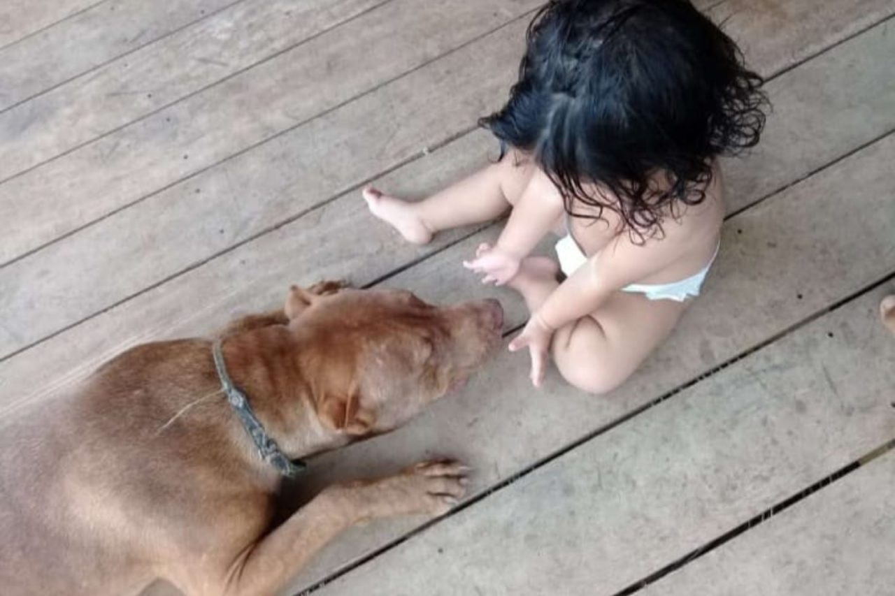 Pitbull