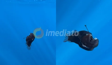 Vídeo: Peixe ‘Diabo Negro’ é flagrado pela primeira vez nadando fora da zona abissal do oceano