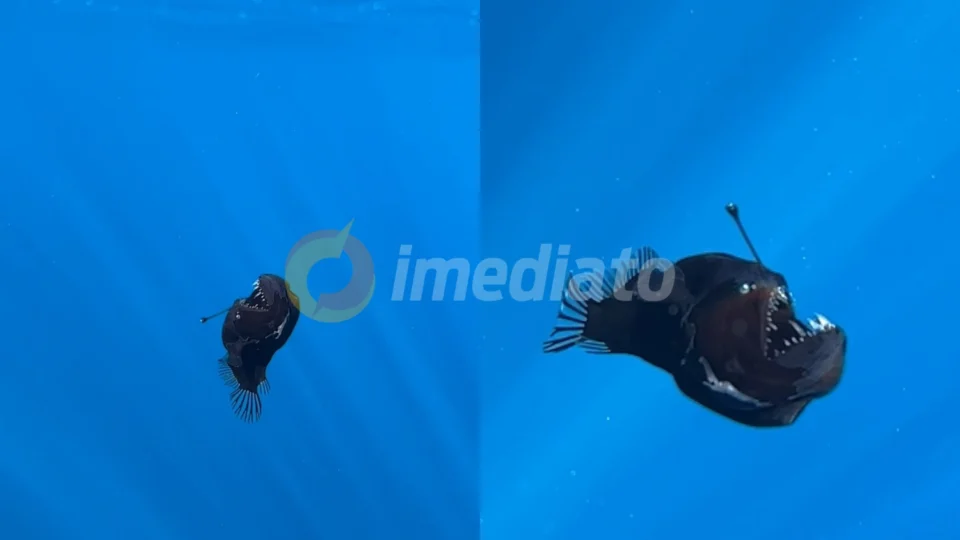 Vídeo: Peixe ‘Diabo Negro’ é flagrado pela primeira vez nadando fora da zona abissal do oceano