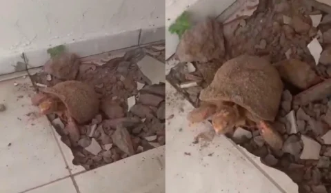 Vídeo: pedreiro encontra jabuti preso sob piso no Tocantins; ‘Está aí há 10 anos’, diz moradora