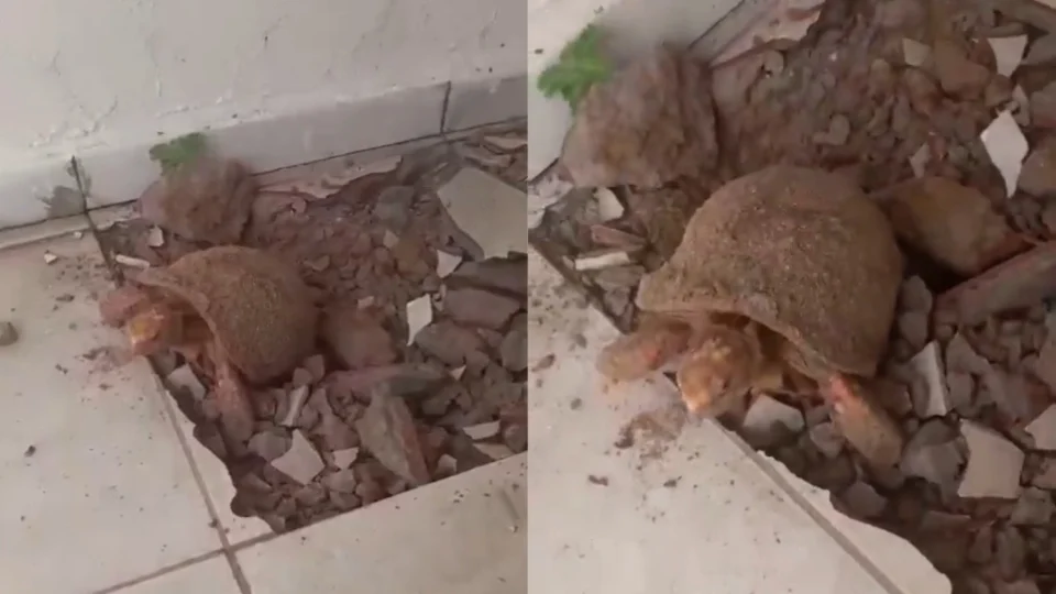 Vídeo: pedreiro encontra jabuti preso sob piso no Tocantins; ‘Está aí há 10 anos’, diz moradora