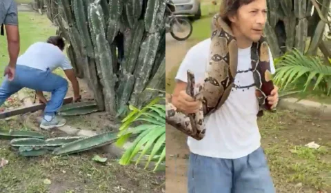 Vídeo: Morador de Manaus surpreende ao capturar cobra de mais de um metro no bairro Tarumã