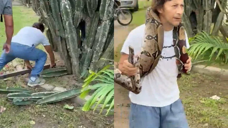 Vídeo: Morador de Manaus surpreende ao capturar cobra de mais de um metro no bairro Tarumã