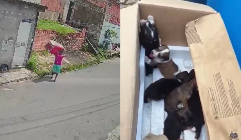 Vídeo: Homem é flagrado abandonando filhotes de cachorro em caixa em Manaus