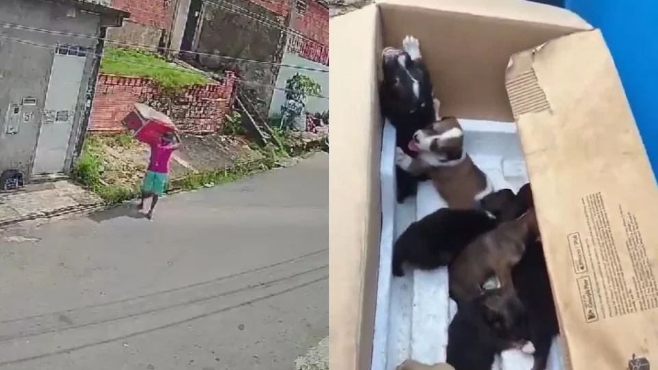 Vídeo: Homem é flagrado abandonando filhotes de cachorro em caixa em Manaus