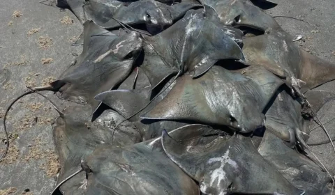 Cerca de 250 raias Ticonha são encontradas mortas no litoral paulista