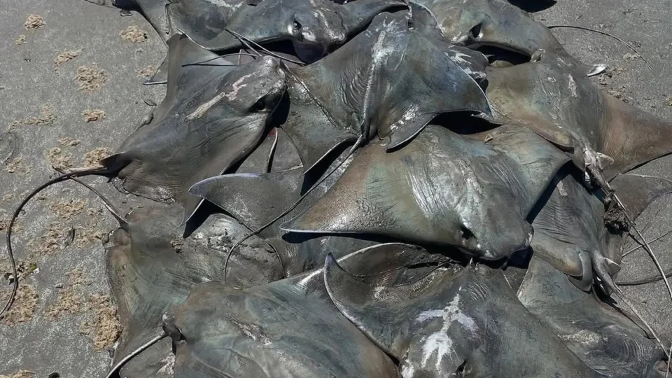 Cerca de 250 raias Ticonha são encontradas mortas no litoral paulista