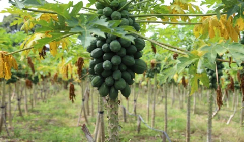 Confira datas limites de inscrição no Garantia Safra 2024-2025 no Amazonas