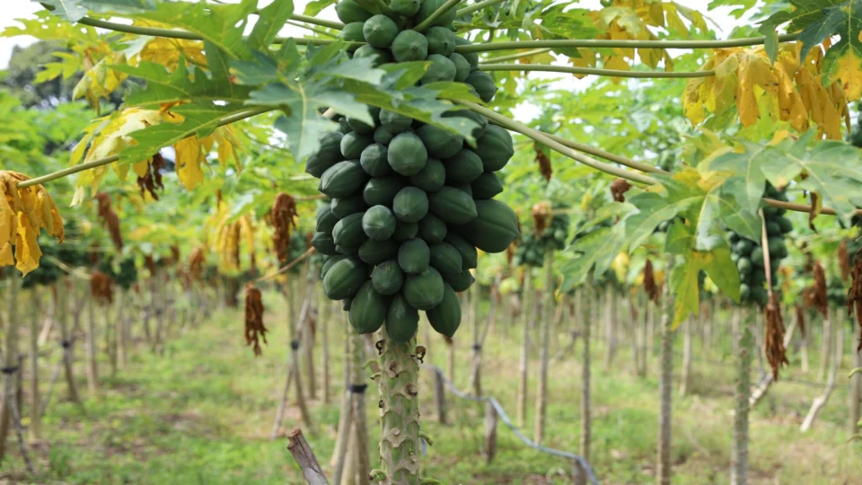 Confira datas limites de inscrição no Garantia Safra 2024-2025 no Amazonas