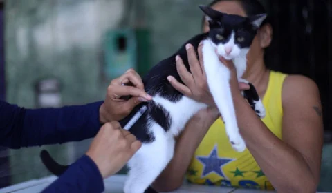Confira os locais em Manaus que estão ofertando vacina antirrábica animal