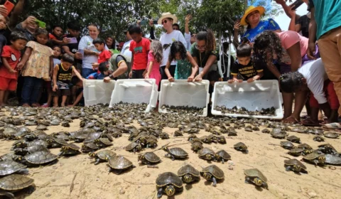 Mais de 4,9 mil quelônios são devolvidos à natureza em Reserva no Amazonas