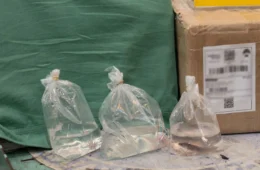 Ipaam e Ibama resgatam salamandras exóticas nos Correios em Manaus