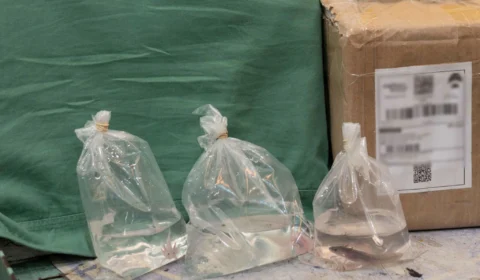 Ipaam e Ibama resgatam salamandras exóticas nos Correios em Manaus