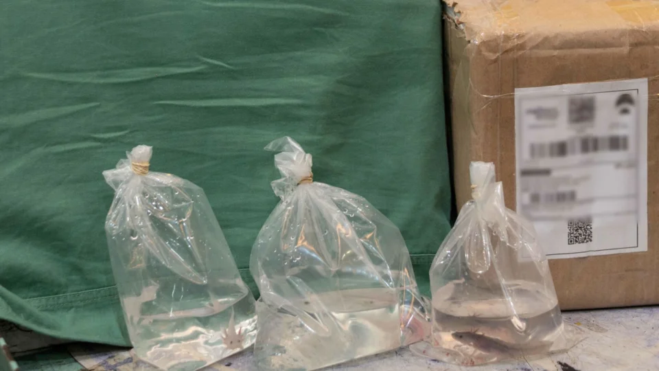 Ipaam e Ibama resgatam salamandras exóticas nos Correios em Manaus