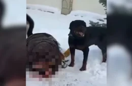 VEJA VÍDEO: mãe usa o próprio corpo para proteger criança de ataque de rottweiler