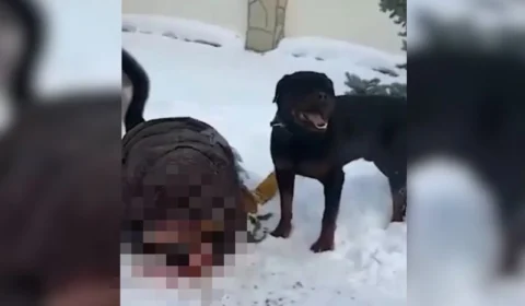 VEJA VÍDEO: mãe usa o próprio corpo para proteger criança de ataque de rottweiler
