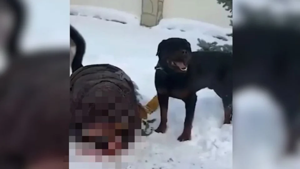 VEJA VÍDEO: mãe usa o próprio corpo para proteger criança de ataque de rottweiler