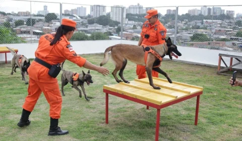 Cães heróis do Corpo de Bombeiros completam 2 anos no resgate de pessoas
