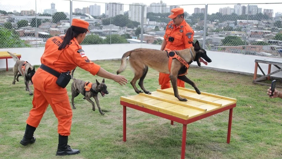 Cães heróis do Corpo de Bombeiros completam 2 anos no resgate de pessoas