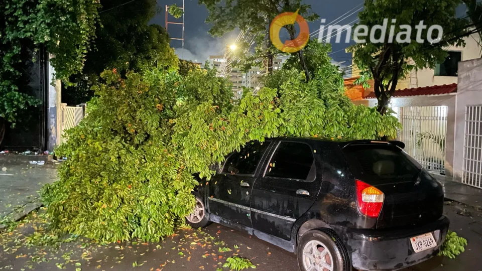 Árvore cai sobre carro e deixa moradores em alerta no Bairro Vieralves