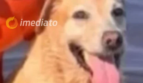 Família oferece recompensa de R$ 500 por cachorrinha labrador desaparecida em Manaus