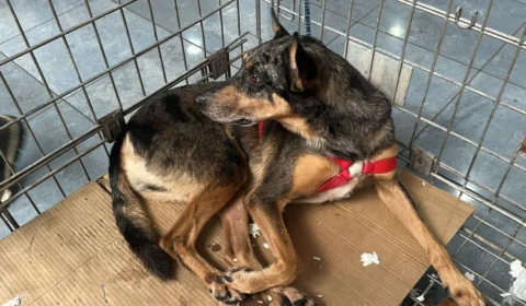 Aleam promove ação de adoção de animais em comemoração ao Dia Nacional dos Animais