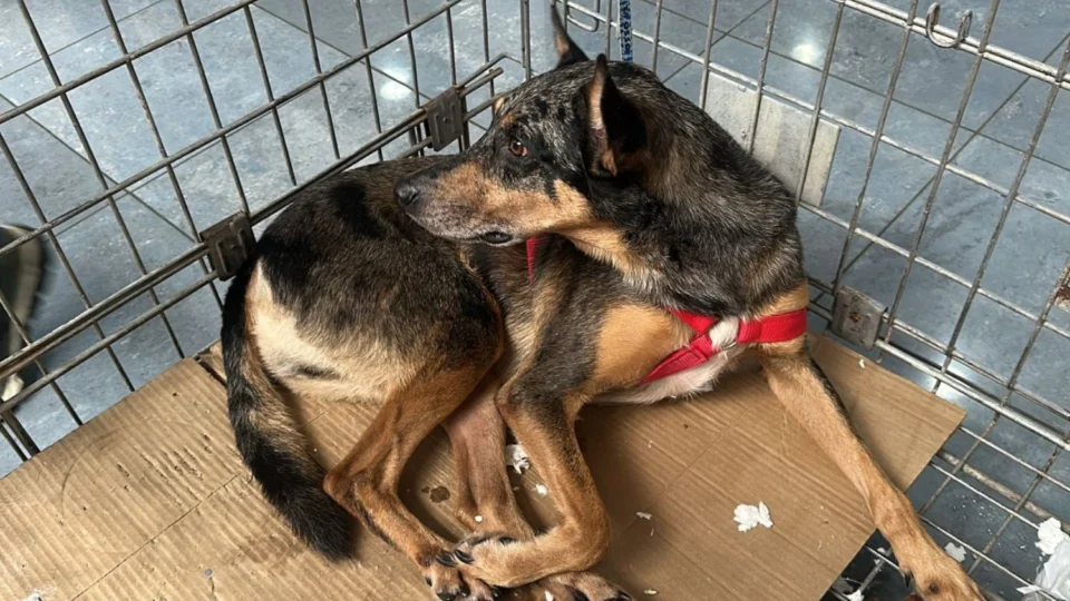 Aleam promove ação de adoção de animais em comemoração ao Dia Nacional dos Animais
