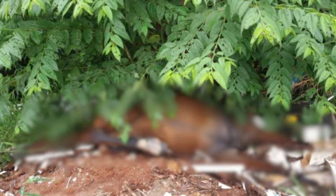 Cavalos são encontrados mortos em invasão na zona Leste de Manaus