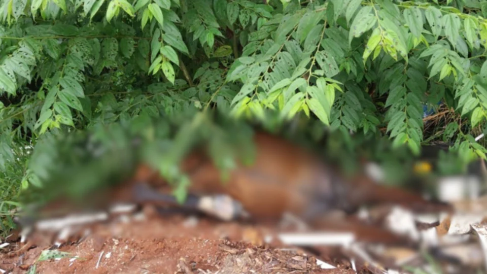 Cavalos são encontrados mortos em invasão na zona Leste de Manaus