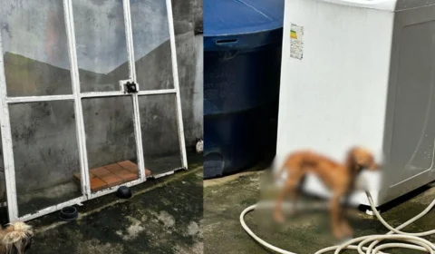Polícia Civil prende mulher por maus-tratos a cães no bairro Nova Cidade