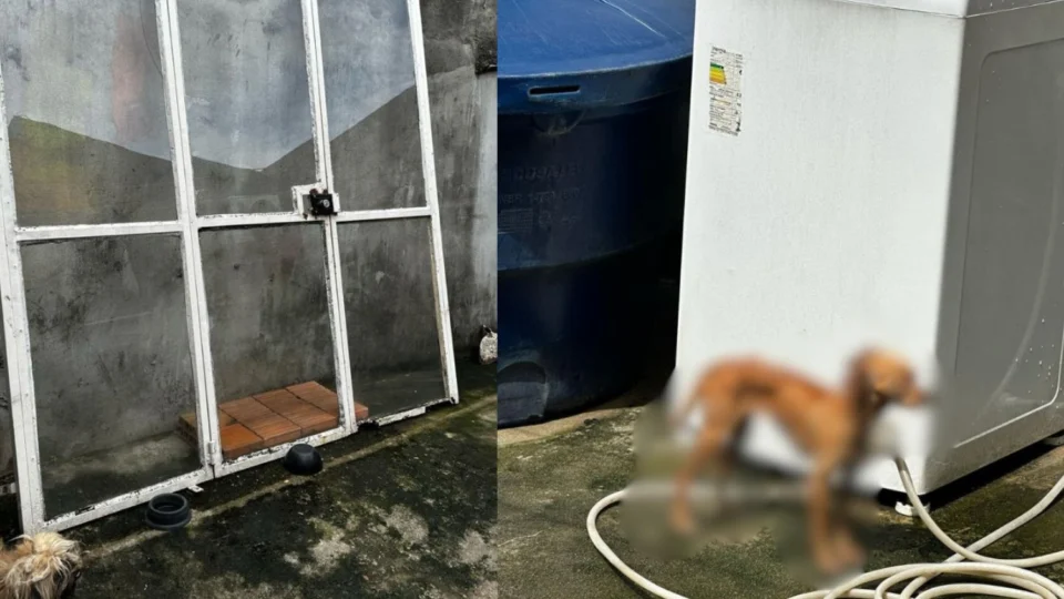 Polícia Civil prende mulher por maus-tratos a cães no bairro Nova Cidade