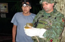 Polícia Militar resgata filhote de macaco-de-cheiro ferido na Compensa