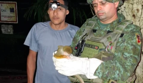Polícia Militar resgata filhote de macaco-de-cheiro ferido na Compensa