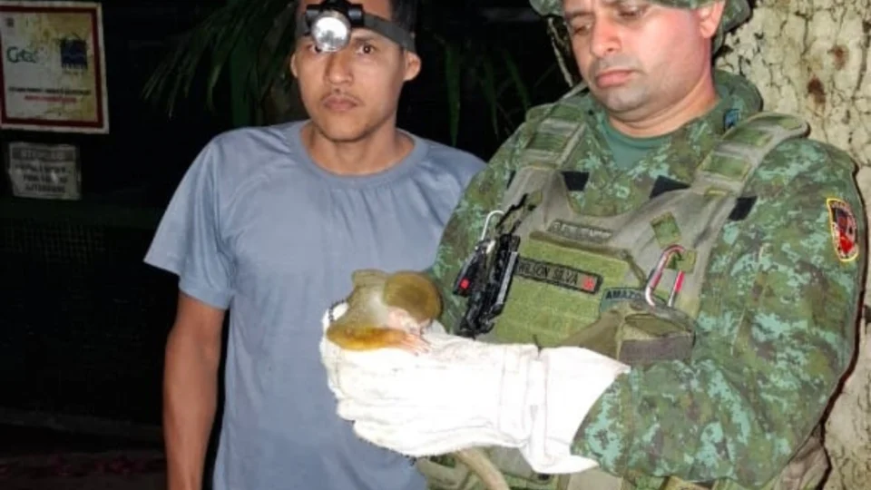 Polícia Militar resgata filhote de macaco-de-cheiro ferido na Compensa