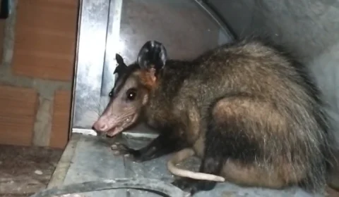 Vídeo: Mucura grávida se abriga em residência de venezuelano em Manaus