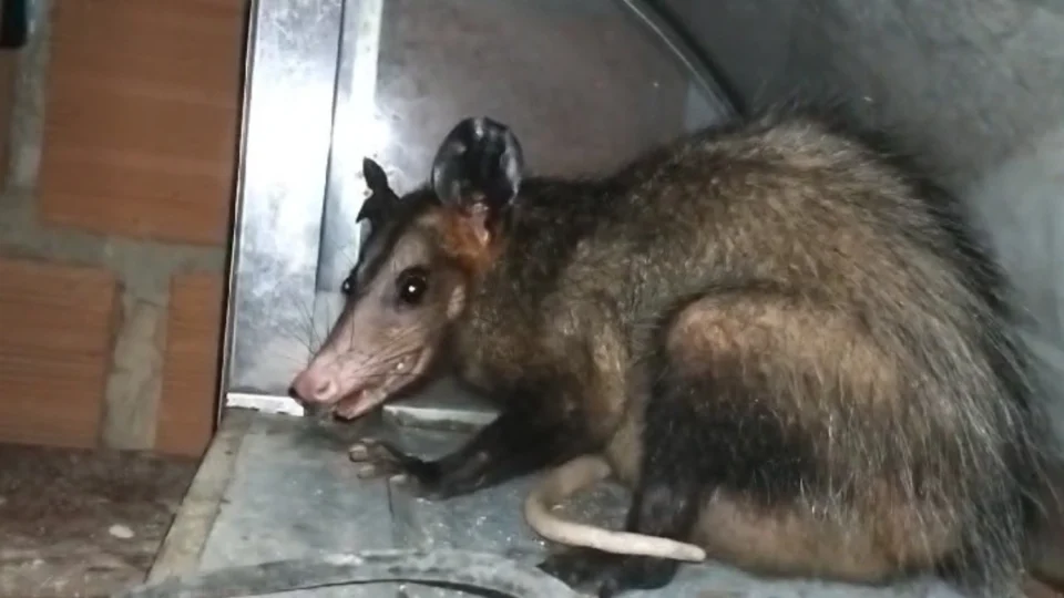 Vídeo: Mucura grávida se abriga em residência de venezuelano em Manaus