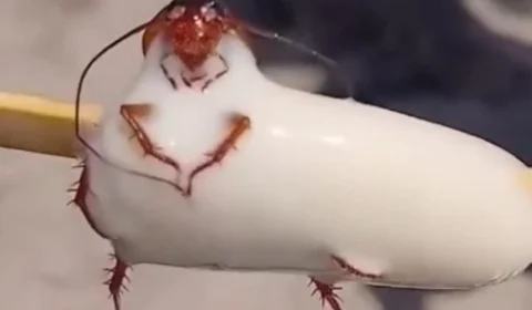 Fábrica de picolés é interditada após viralização de imagem de barata em produto