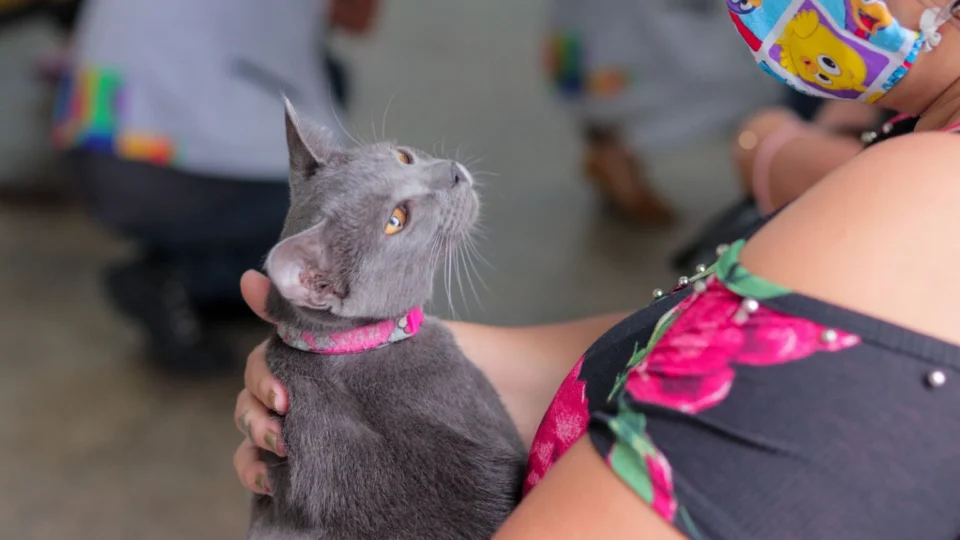 Campanha de vacinação antirrábica animal termina na próxima segunda-feira (31)