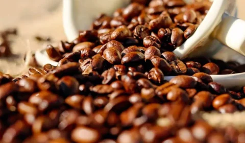 Safra de café no Amazonas pode cair 28% em 2025, aponta IBGE