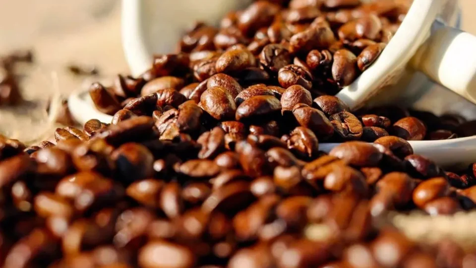 Safra de café no Amazonas pode cair 28% em 2025, aponta IBGE