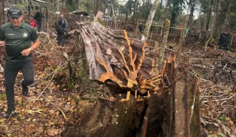 Cinco são presos por desmatamento e queimada ilegal no Amazonas