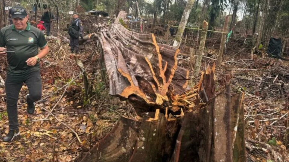 Cinco são presos por desmatamento e queimada ilegal no Amazonas