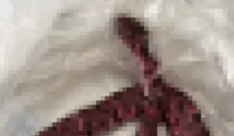 Homem passa mal enquanto estava em bar e vomita cobra